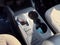 2022 Ford Escape Hybrid SE